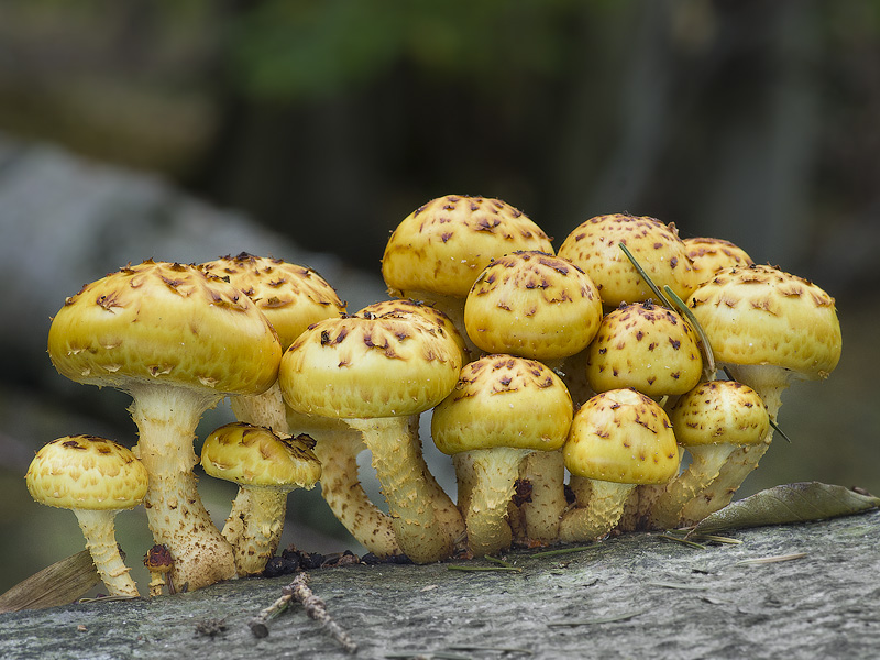 Pholiota adiposa